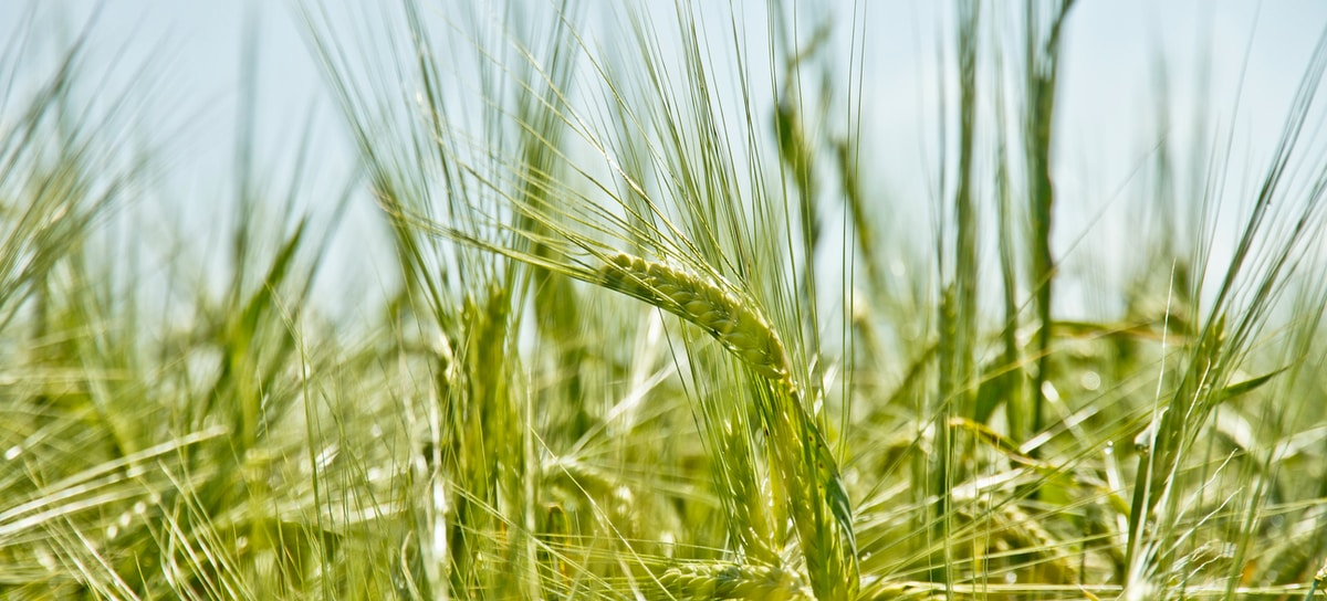 Green wheat